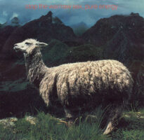 Raw Sex, Pure Energy – Stop The War bestel je gewoon 2ehands. Lp's met een 2e kans, Run4records.nl